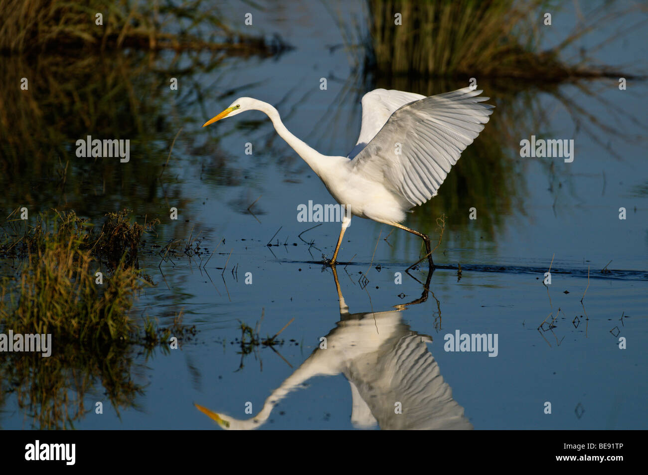 Grote Zilverreiger; Großer weißer Reiher; Casmerodius Albus; Stockfoto