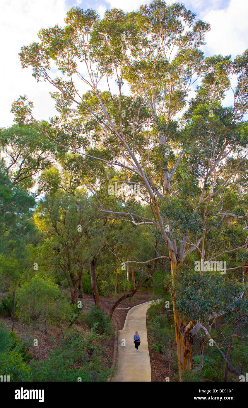 Gehweg im Kings Park.  Australien, Western Australia, Perth, Kings Park. Stockfoto