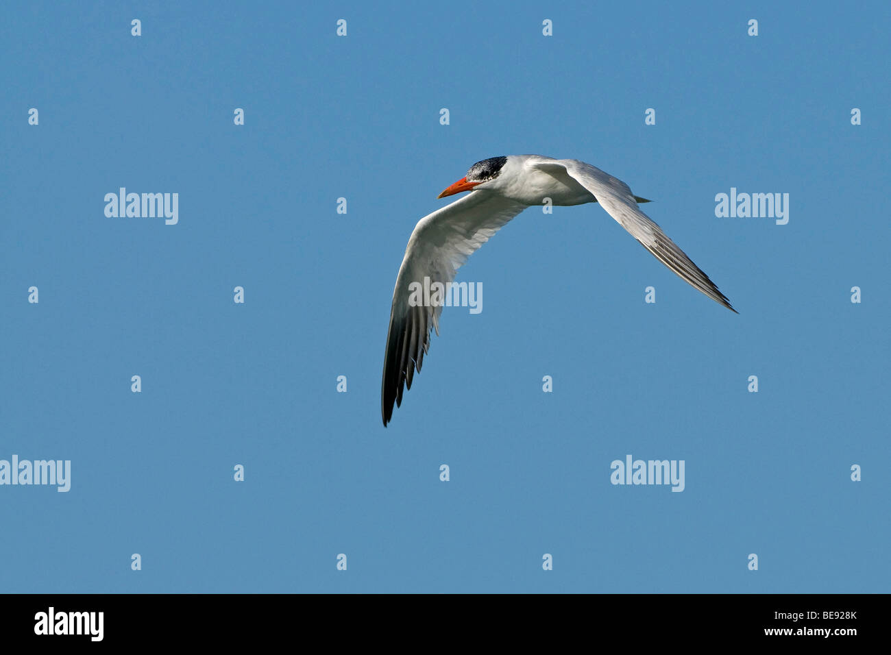 flatternd Reuzenstern in Vlucht, Zij-Aanzicht; Erwachsenen Raubseeschwalbe im Flug, Seitenansicht Stockfoto