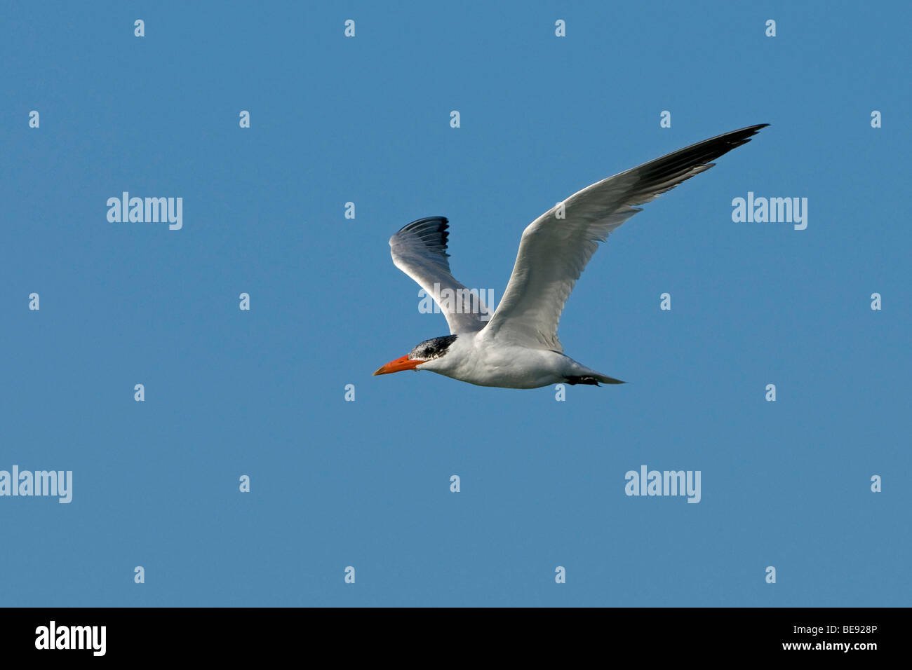 flatternd Reuzenstern in Vlucht, Zij-Aanzicht; Erwachsenen Raubseeschwalbe im Flug, Seitenansicht Stockfoto