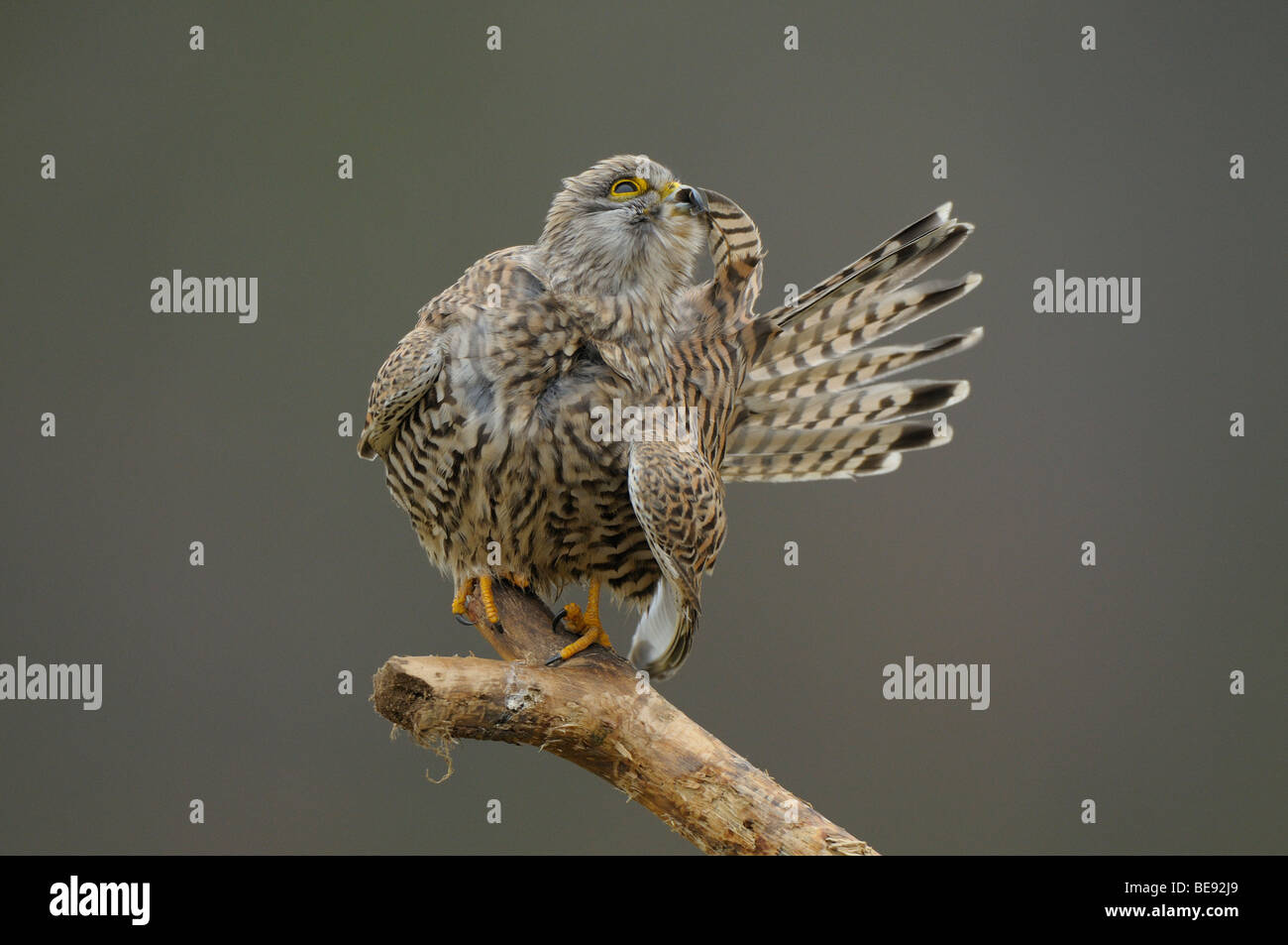 Vrouw Torenvalk Poetst Haar Staart Op Een Dode Tak; Weiblicher Turmfalke thront auf einem Toten Ast putzen ihr tailfeathers Stockfoto