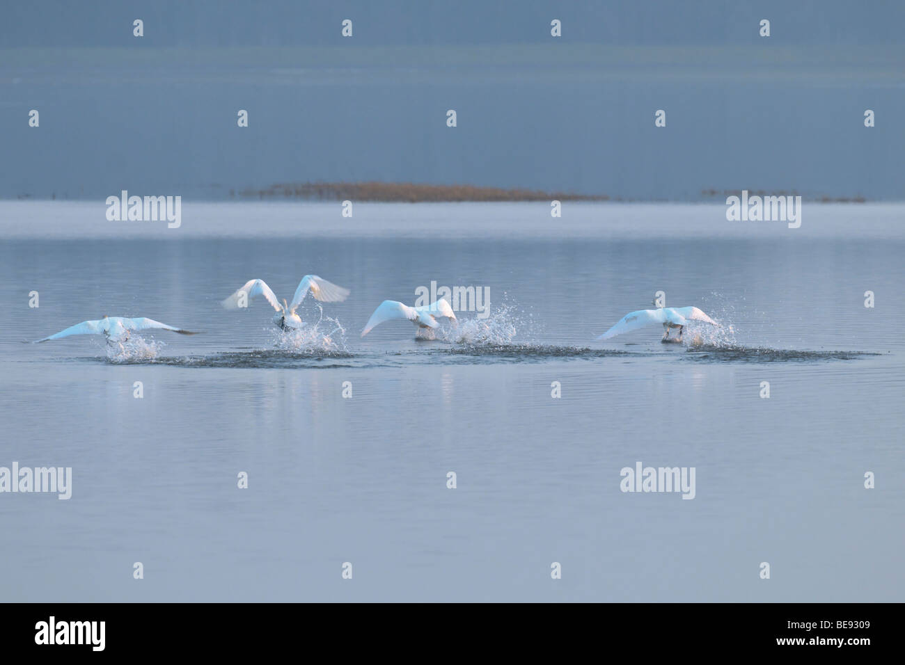 Wilde Zwaan; Singschwan; Cygnus Cygnus; Stockfoto