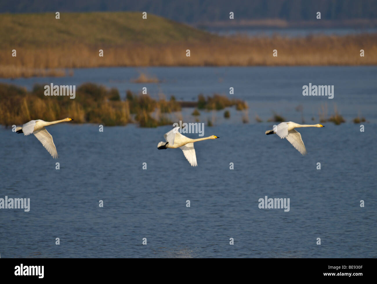 Wilde Zwaan; Singschwan; Cygnus Cygnus; Stockfoto