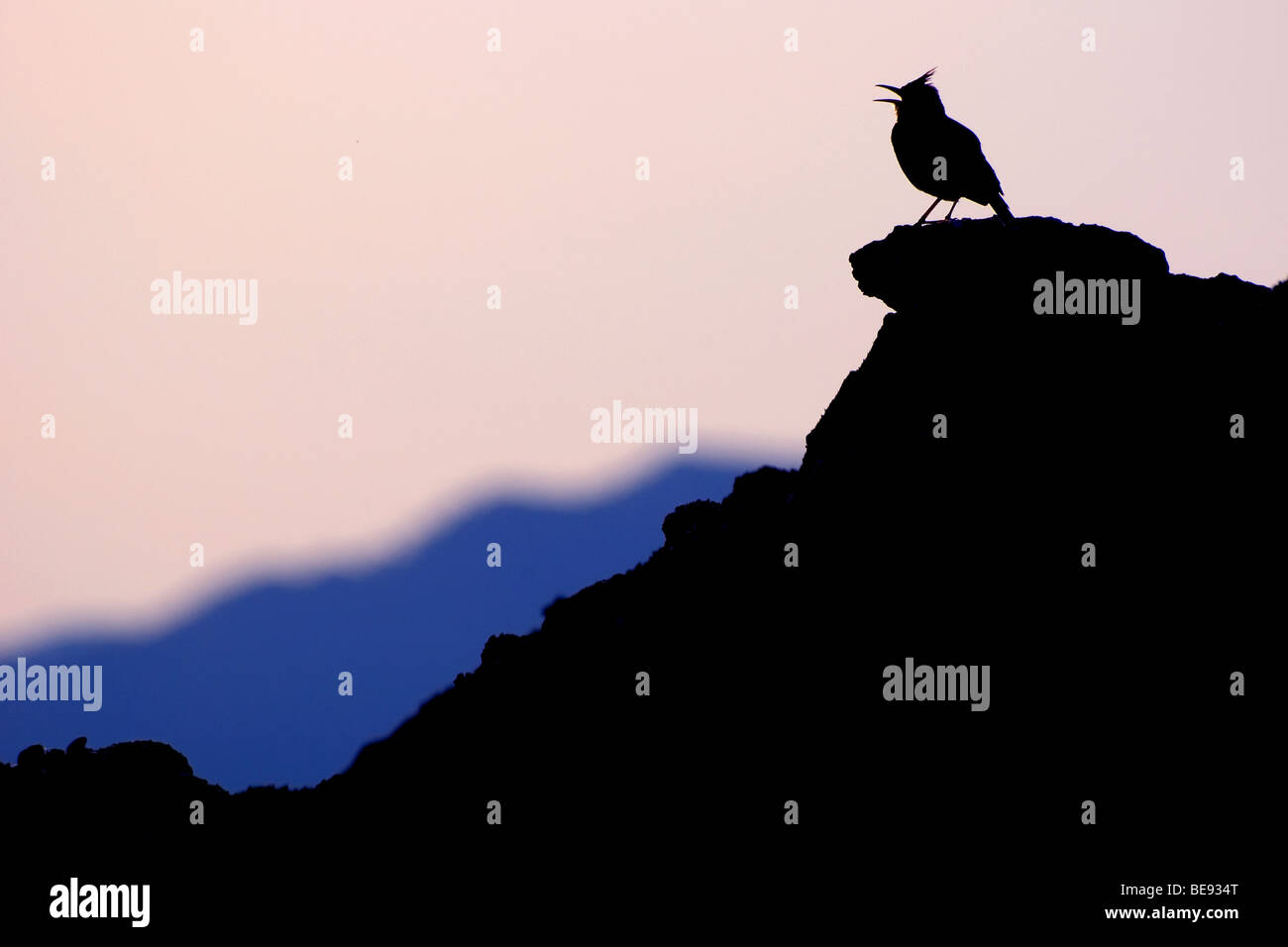 Singen auf Lesbos auf einem Felsen gegen einen blauen Eveningsky Schmalz Crested Stockfoto
