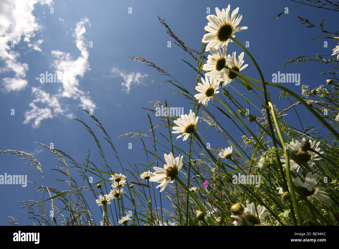 Grünland mit Marguerite / Oxeye Daisy (Leucanthemum Vulgare), Europa Stockfoto