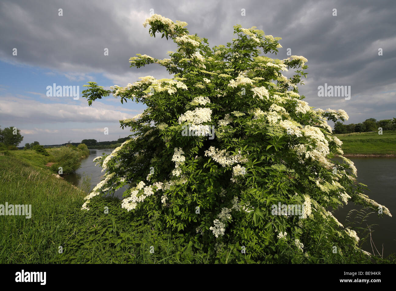 Gewone Vlier (Sambucus Nigra) in Bloei, Belgien Blüte gemeinsame Holunderbusch (Sambucus Nigra), Belgien Stockfoto