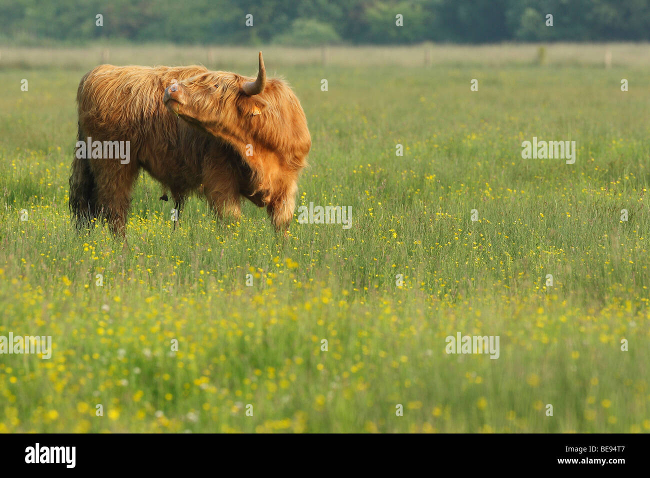 Schottische Highlander (Bos Taurus Domesticus) reinigt sich im Grünland, Belgien Stockfoto