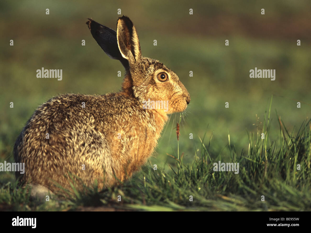 Hase (Lepus Europaeus) Stockfoto
