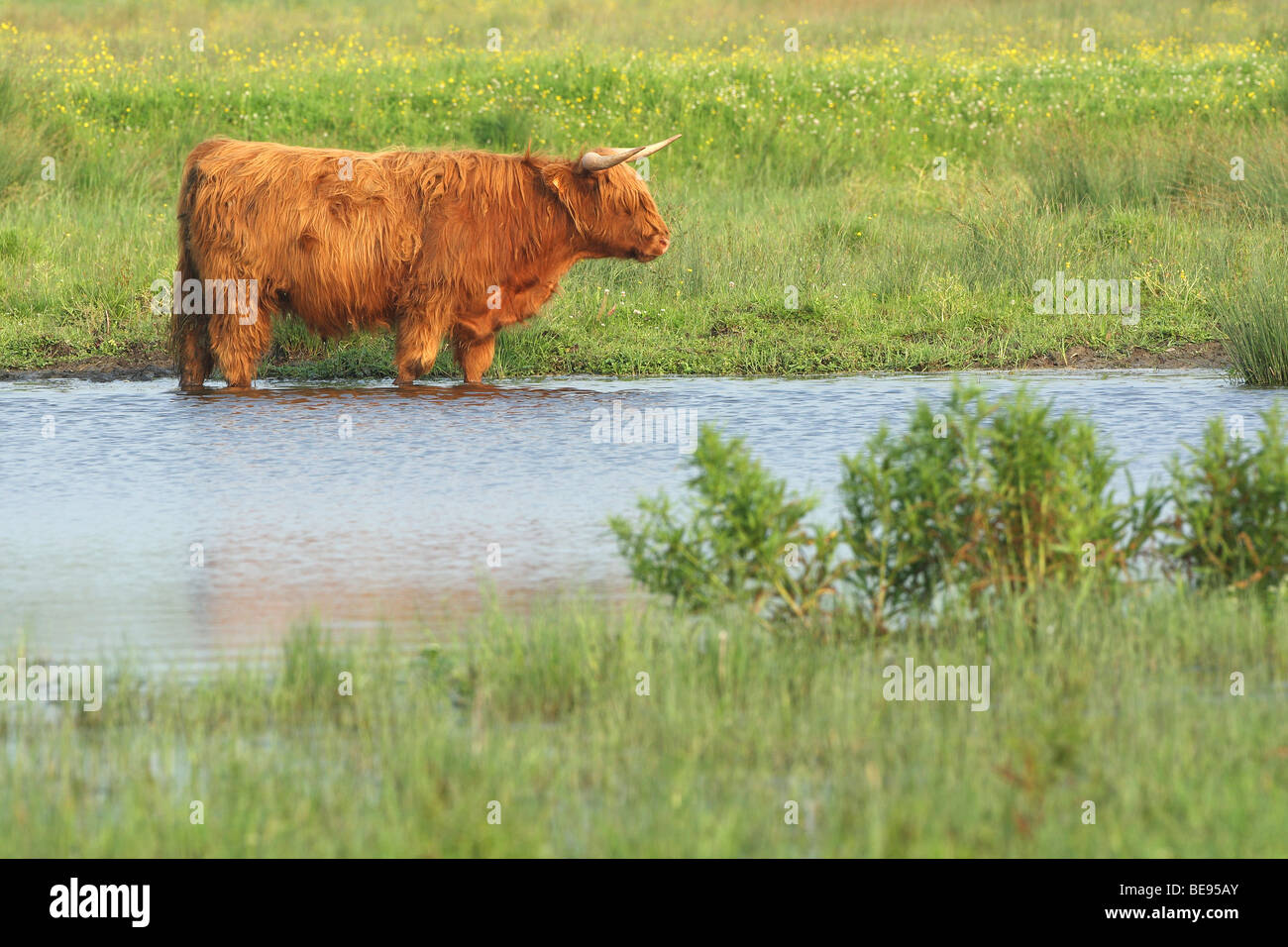 Schotse Hooglander (Bos Taurus Domesticus) in Poel, Belgien schottische Highlander (Bos Taurus Domesticus) im Pool, Belgien Stockfoto