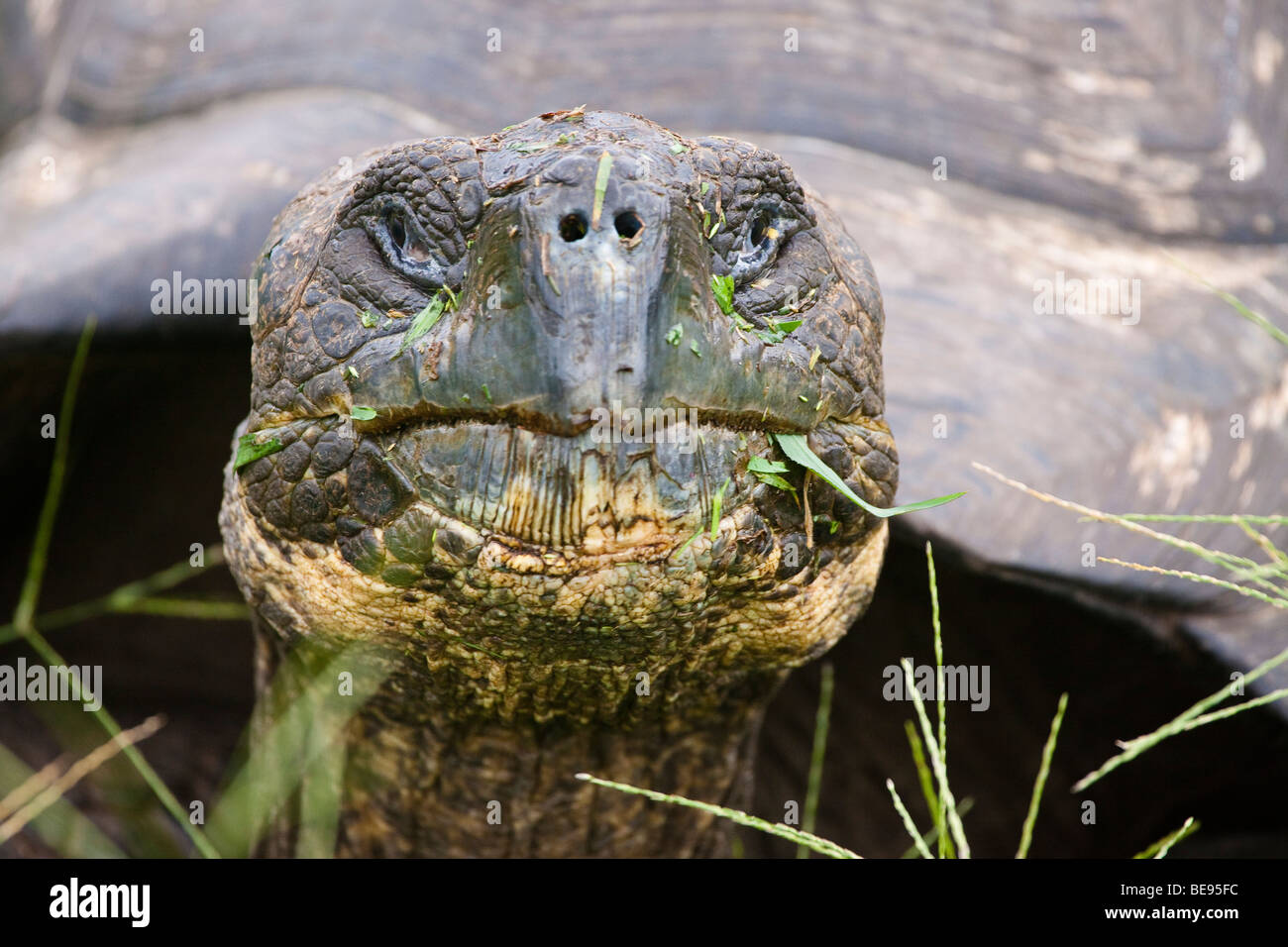 Eine Galapagos Riesenschildkröte Geochelone Elephantopus, in einer Wiese auf Santa Cruz Island, Galapagos-Archipel, Ecuador. Stockfoto