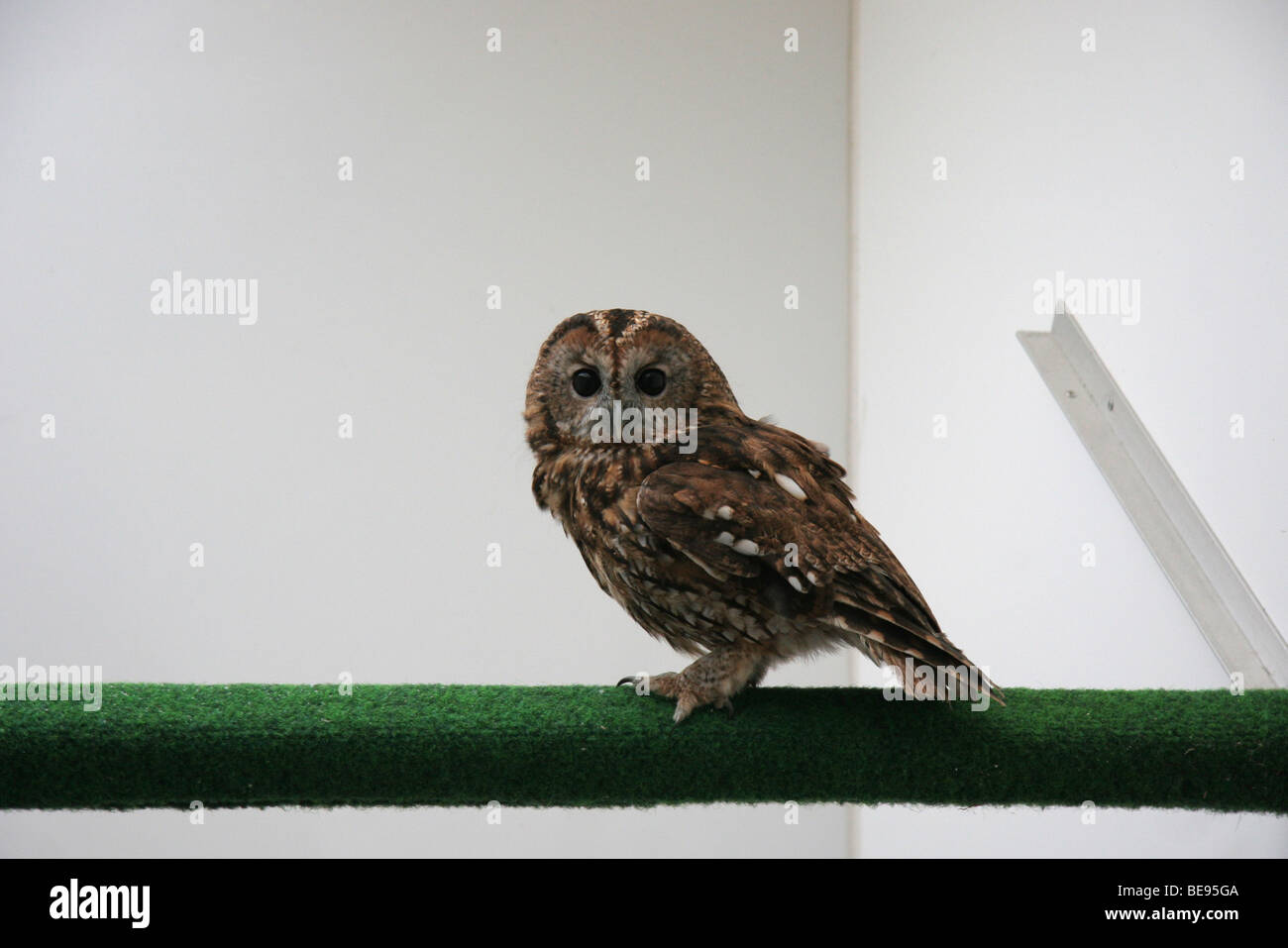 Bosuil; Eurasische Waldkauz; Strix aluco Stockfoto