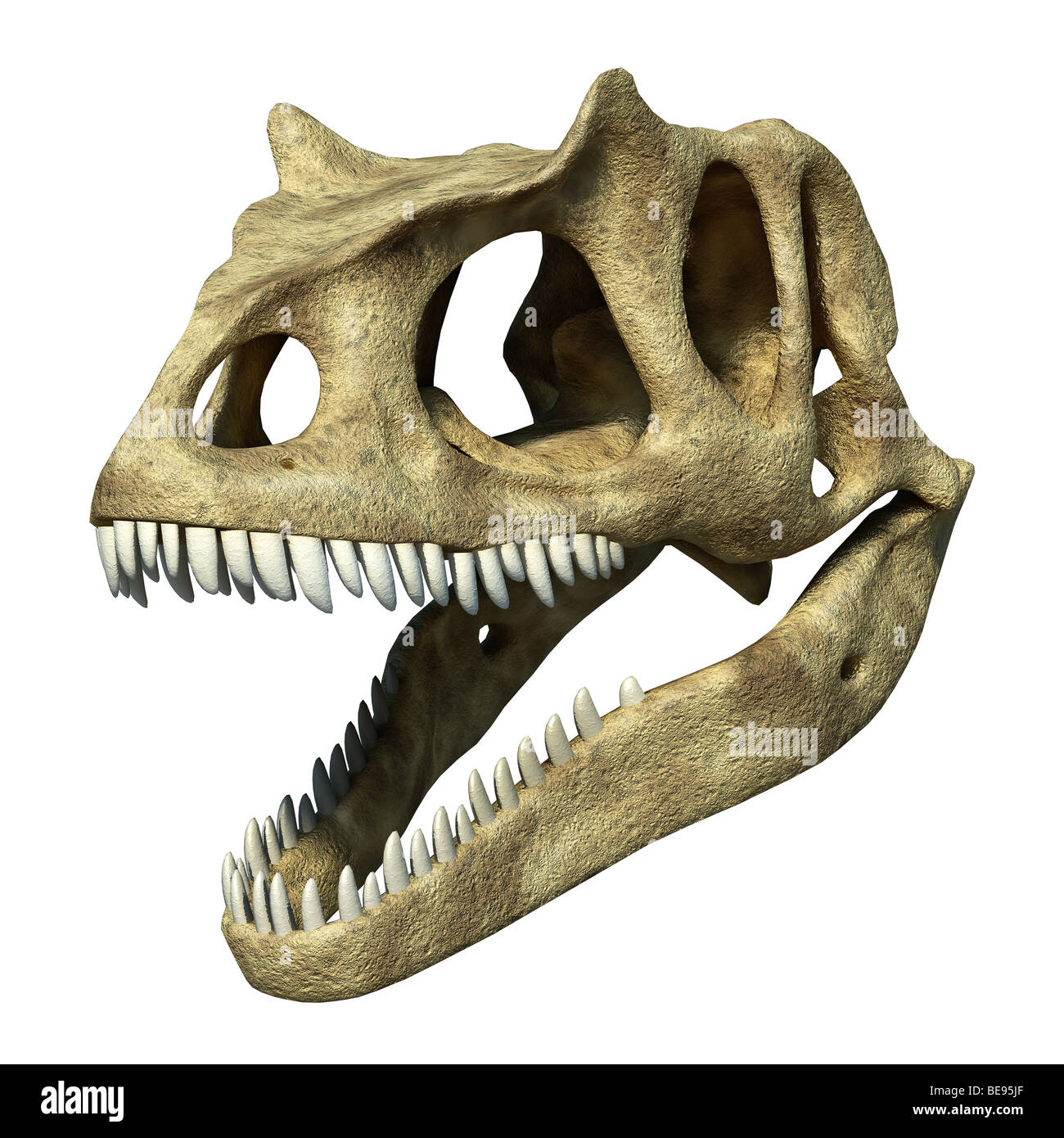 Schädel von Allosaurus, 3D fotorealistische rendering Stockfoto