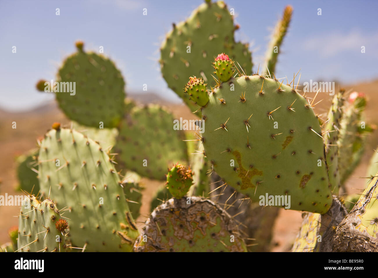 CA, USA - Kaktus auf Santa Catalina Island Stockfoto