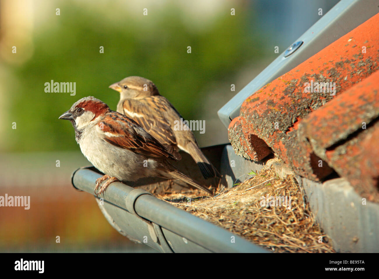 ein paar Spatzen sitzen neben ihr Nest in einem Regen-Rohr Stockfoto