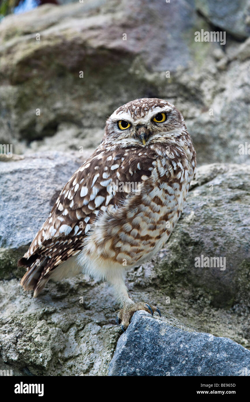 KANINCHENEULE, Atiene Cunicularia, OTAVALO, ECUADOR. Stockfoto