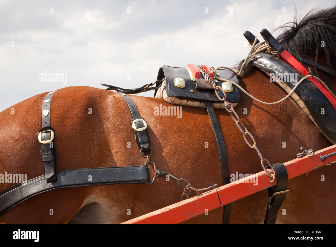 Shire Horse genutzt für einen Wagen ziehen Stockfoto