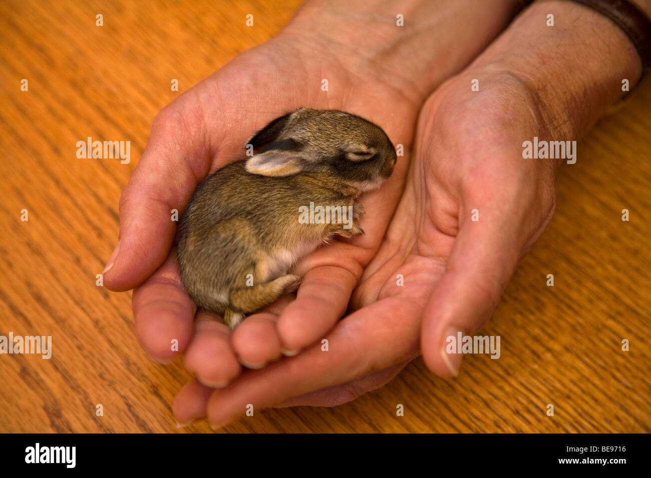 Junge Wilde Cottontail Kaninchen, 5 Tage alt, bei Cottontail Rehabilitationseinrichtung, Flagstaff, Arizona in den Händen gehalten Stockfoto