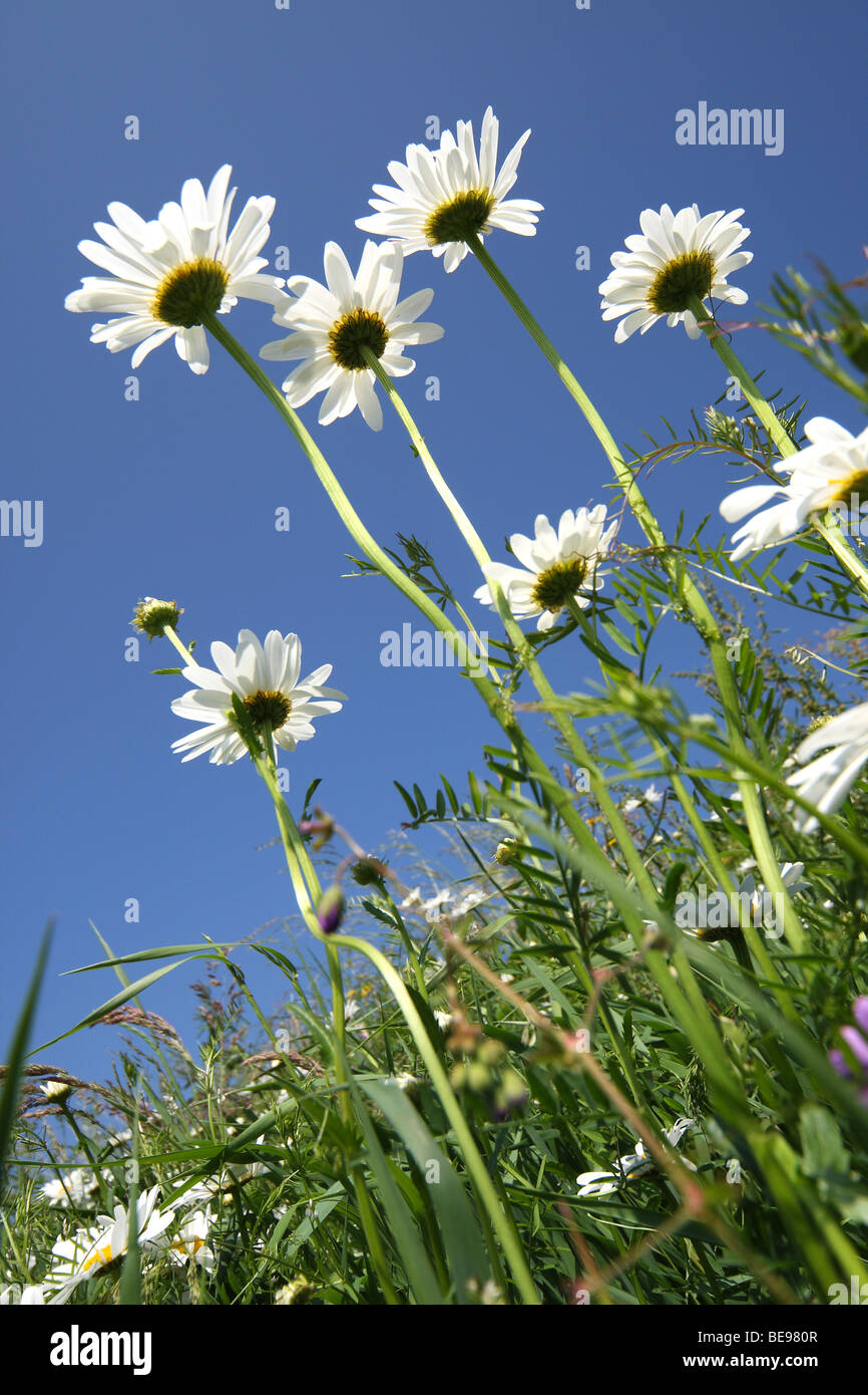 Bloemen van Margriet (Leucanthemum Vulgare), Europa Blumen von Marguerite / Oxeye Daisy (Leucanthemum Vulgare), Europa Stockfoto