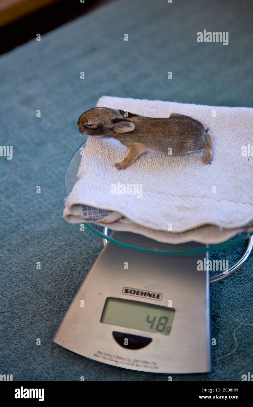 Junge Cottontail Kaninchen, 5 Tage alt, als wog bei Wildkaninchen Rehabilitationseinrichtung, Flagstaff, Arizona, BEAN_AL_Pix_0280 Stockfoto
