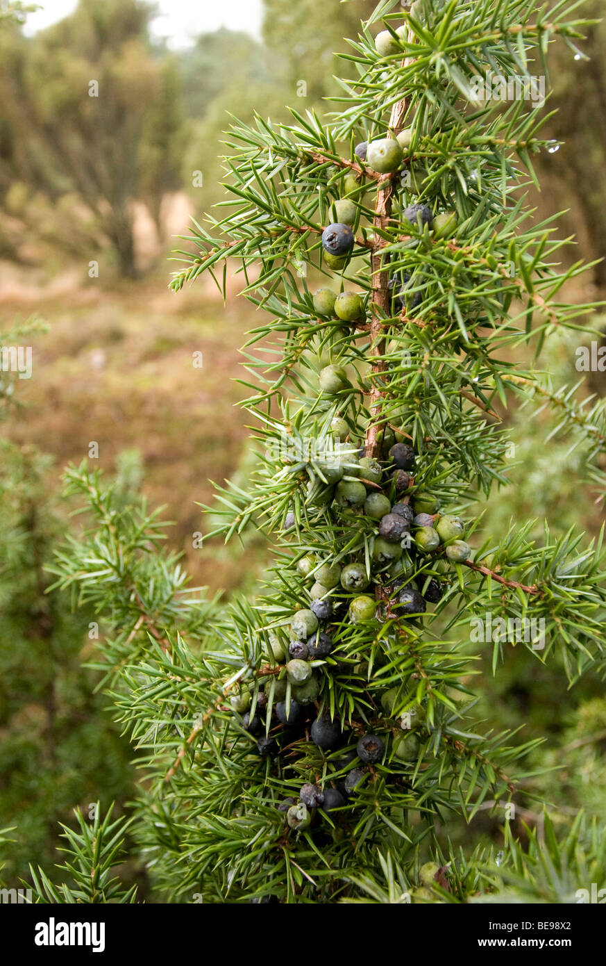 Wacholder-Zweig mit Beeren, die in der Farbe variieren. Im Hintergrund Juniper Shrups oder Reisig Stockfoto