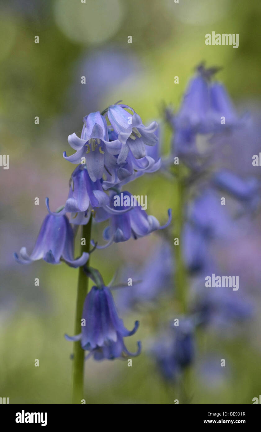 Impressie Blauwe Bloemen van de Wilde Hyacint; Eindruck der Blüten von Blue bell Stockfoto