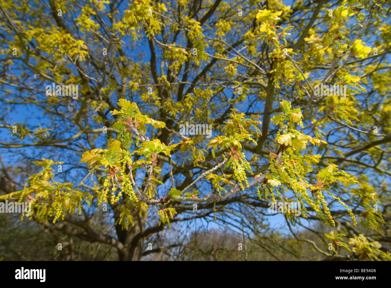 Zomereik Bloeiend in de Lente; pedunculate Eiche Blüte im Frühjahr Stockfoto