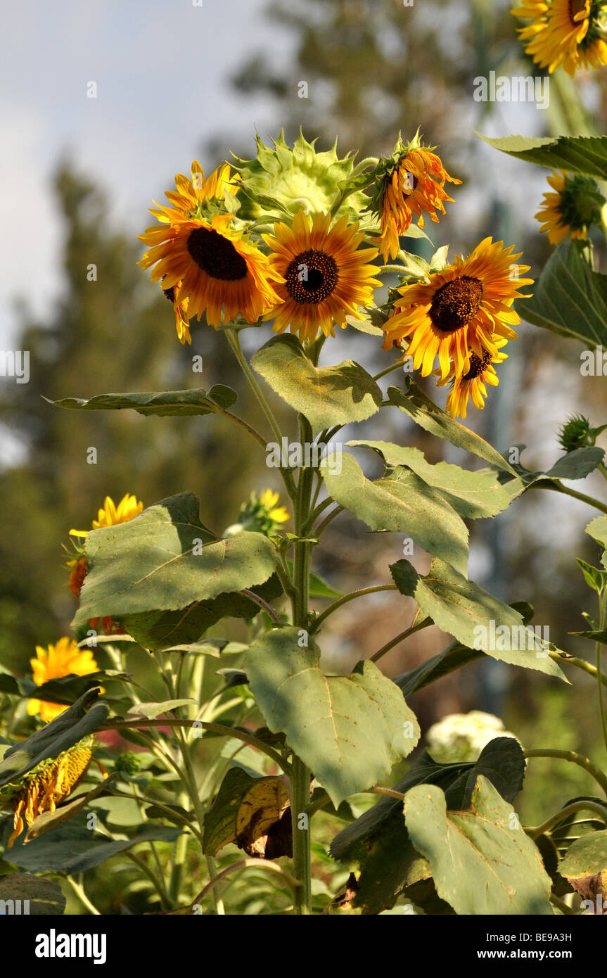 Sonnenblume Stockfoto