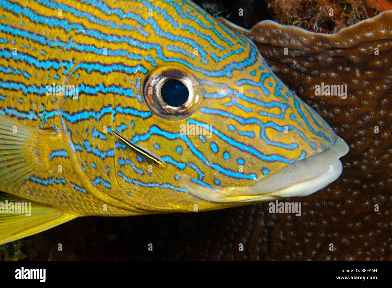 Ein Sharknose Grundel Elacatinus Evelynae, auf einem Bluestripe Grunzen, Haemulon Sciurus, Bonaire, die niederländischen Antillen, Karibik. Stockfoto