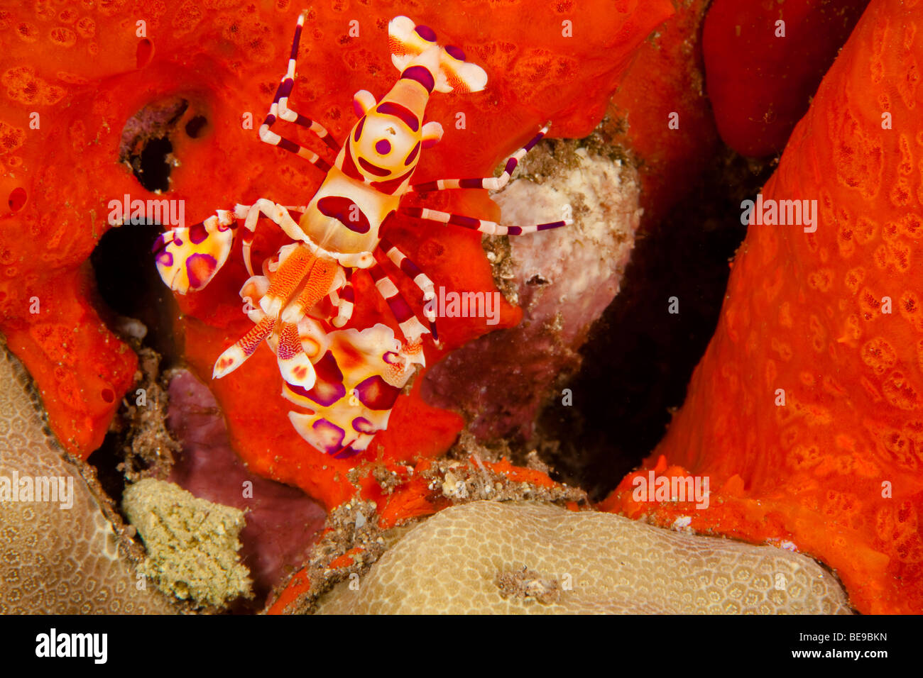 Harlekingarnelen Hymenocera Picta und inkrustieren Schwamm. Hawaii. Stockfoto