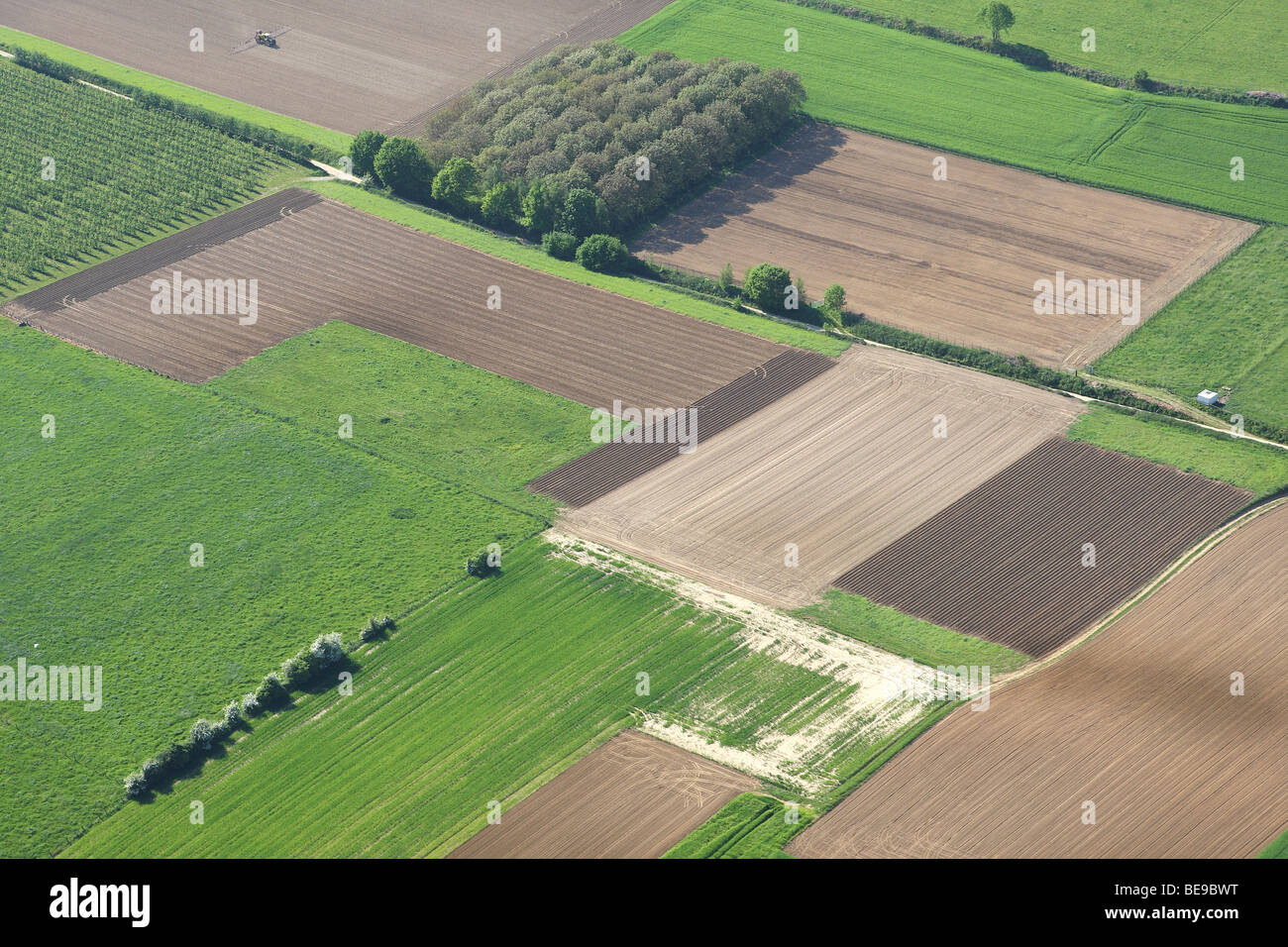 Wiesen und pappeln populus Fotos und Bildmaterial in hoher Auflösung Alamy