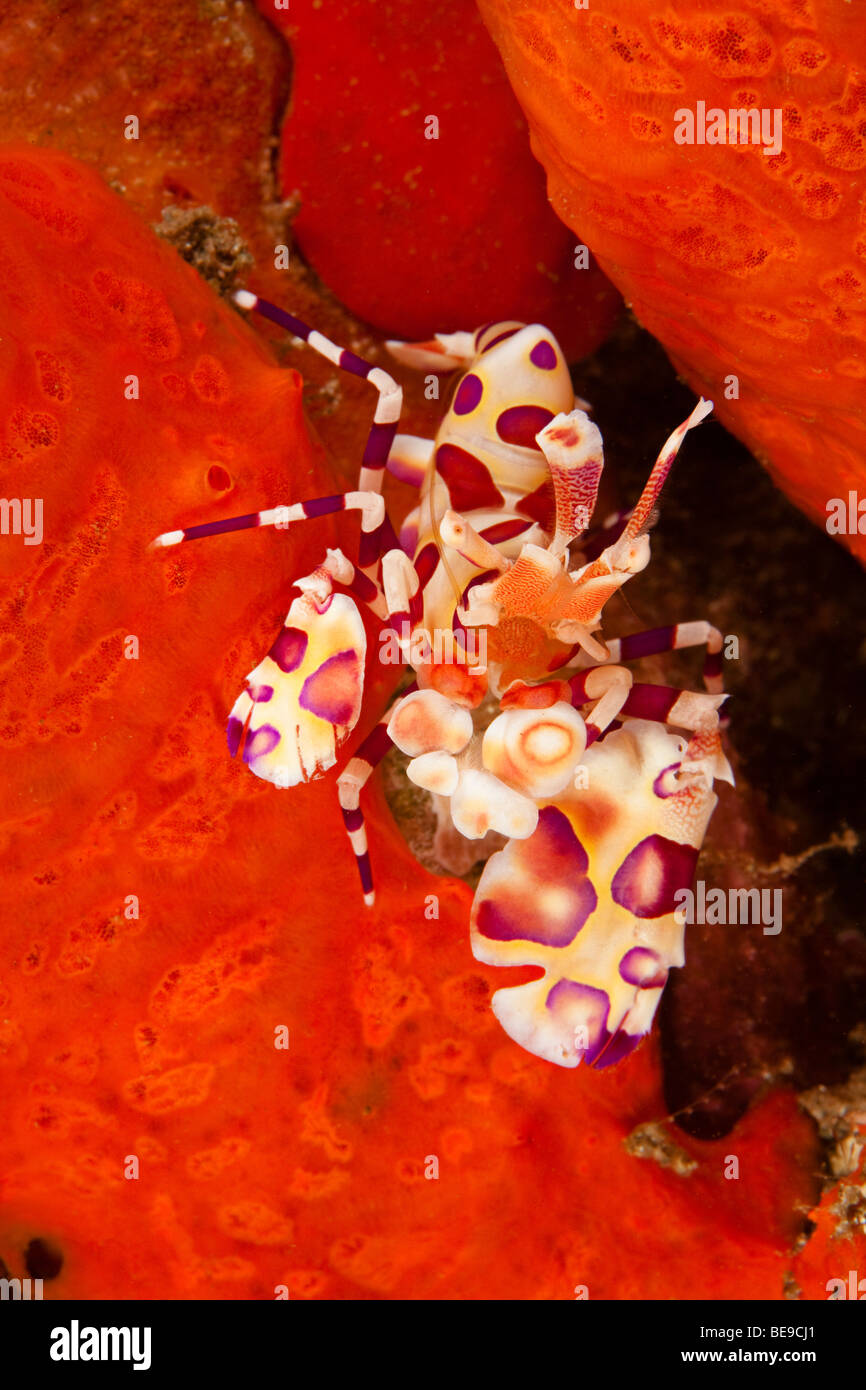 Harlekingarnelen Hymenocera Picta auf inkrustieren Schwamm. Hawaii. Stockfoto