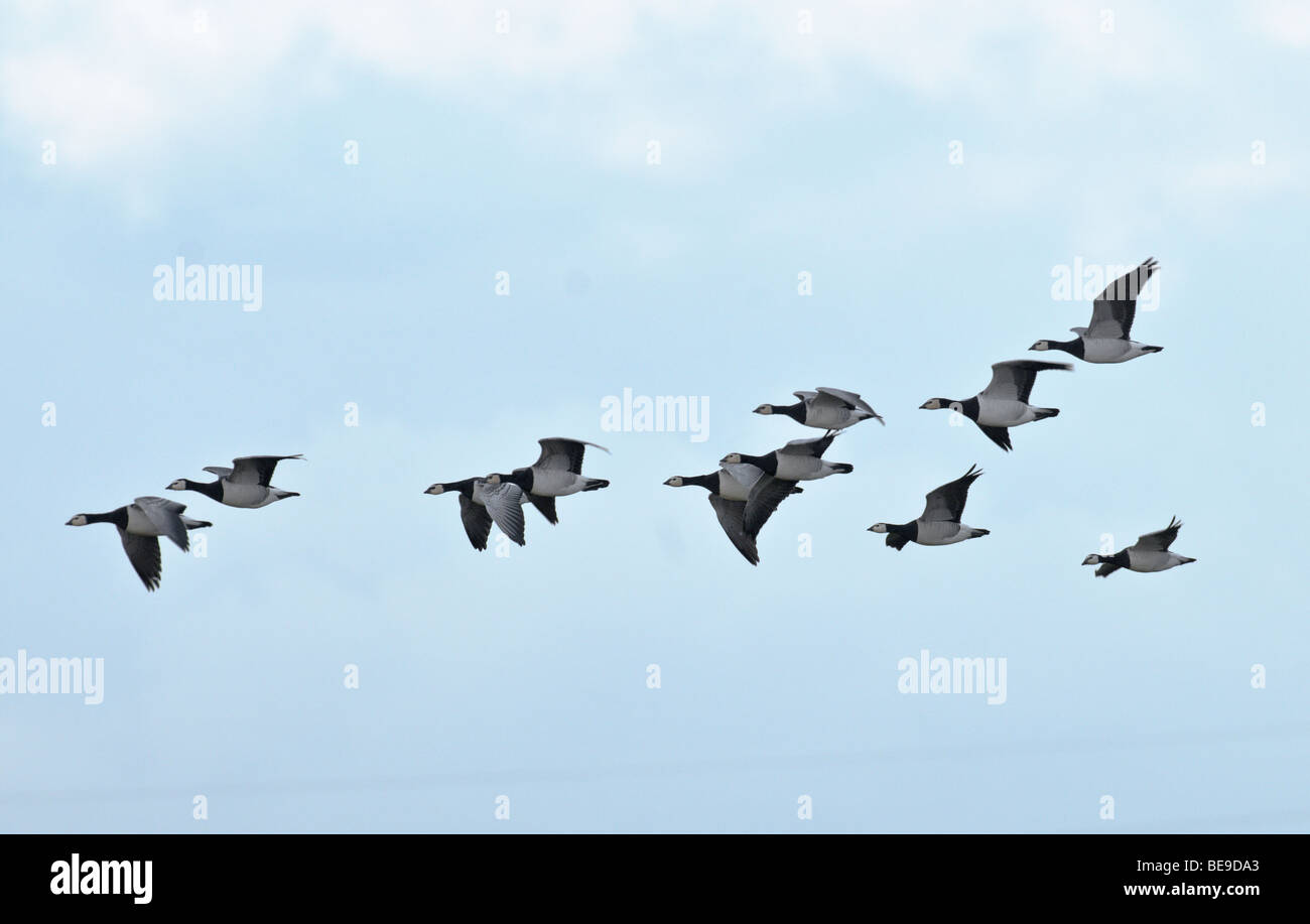 Brandgans; Barnacle Goose; Branta Leucopsis. Stockfoto