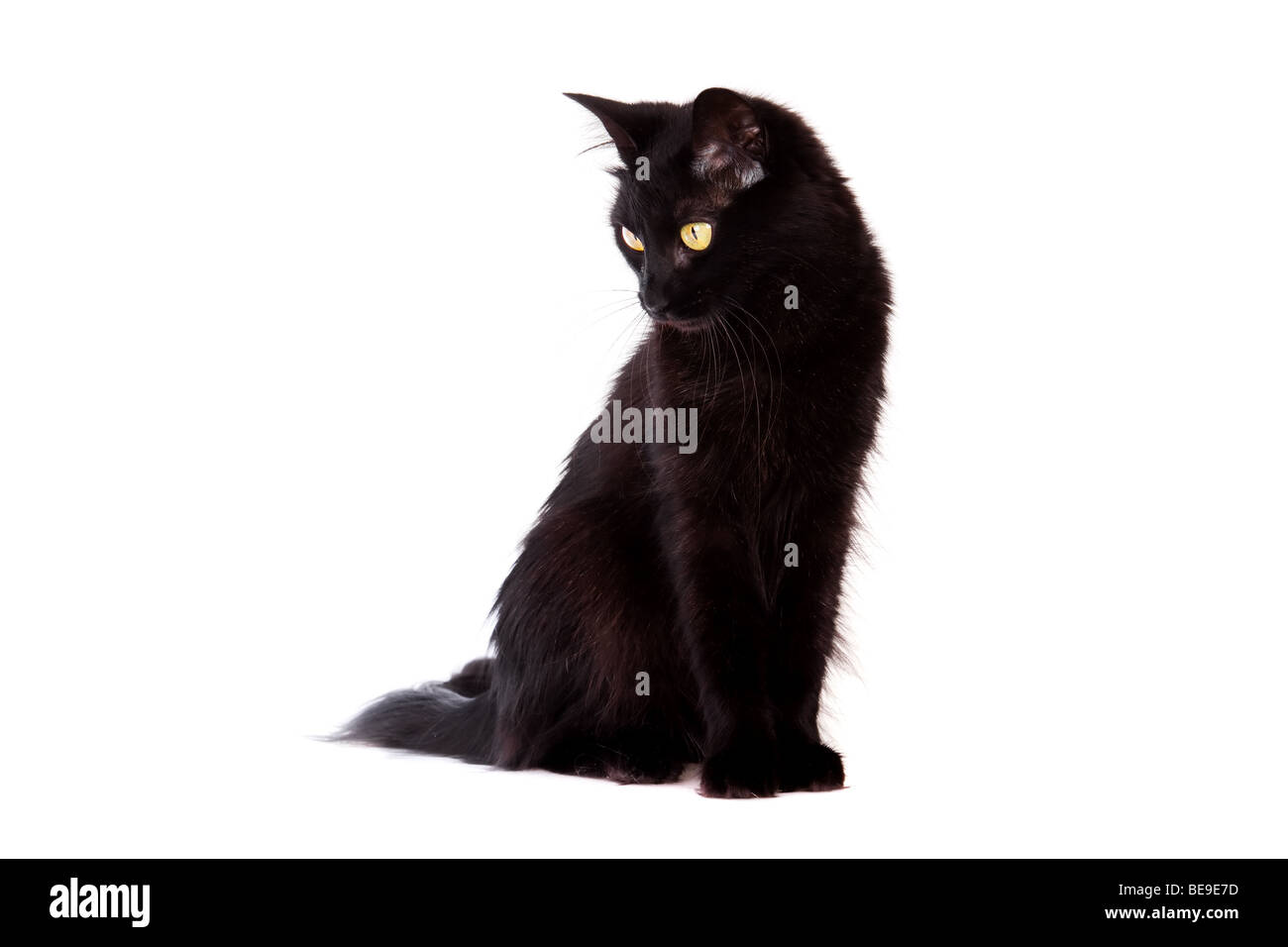 schwarze Katze mit langen Haaren nach unten isoliert auf weißem Hintergrund Stockfoto