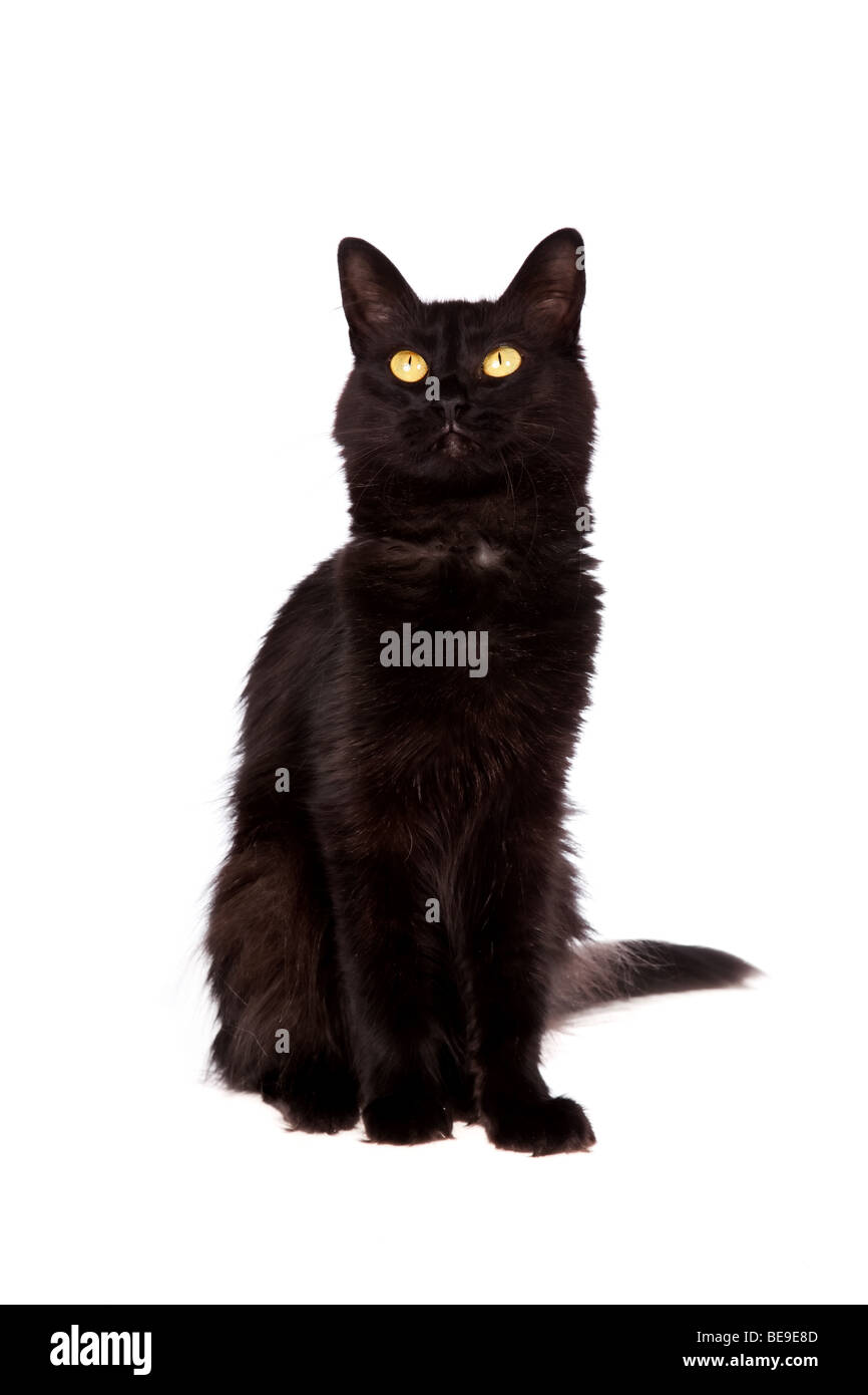 schwarze Katze mit langem Haar nachschlagen isoliert auf weißem Hintergrund Stockfoto