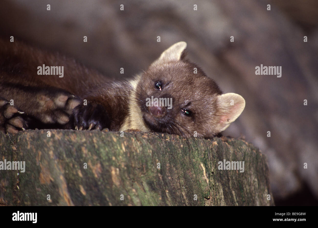 Boommarter Liggend Op Een Boomstronk. Baummarder liegen auf einem Baumstumpf. Baummarter liegend Auf Einem Baumstumpf. Stockfoto