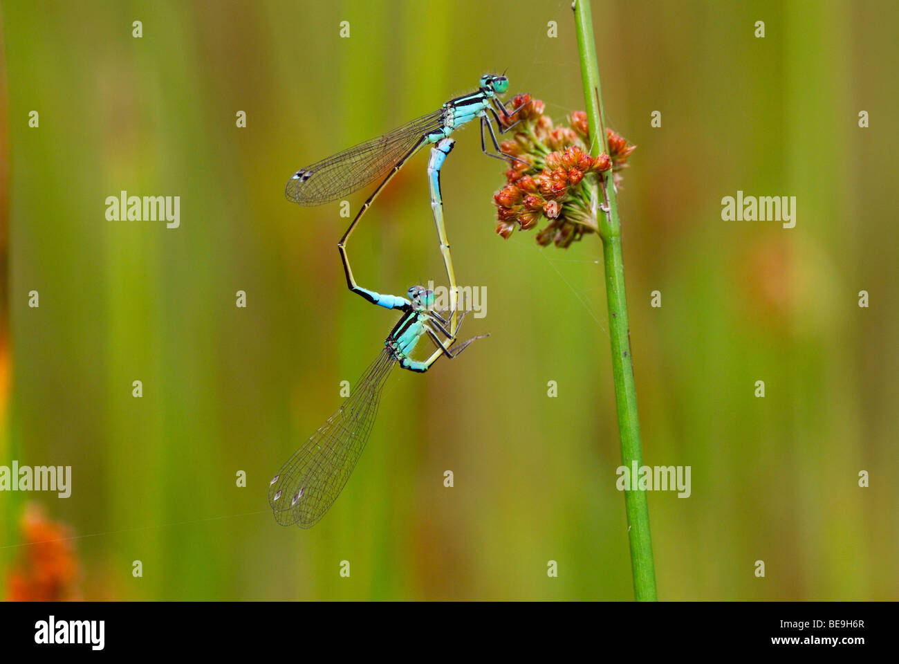 Libelle, Ischnura elegans Stockfoto