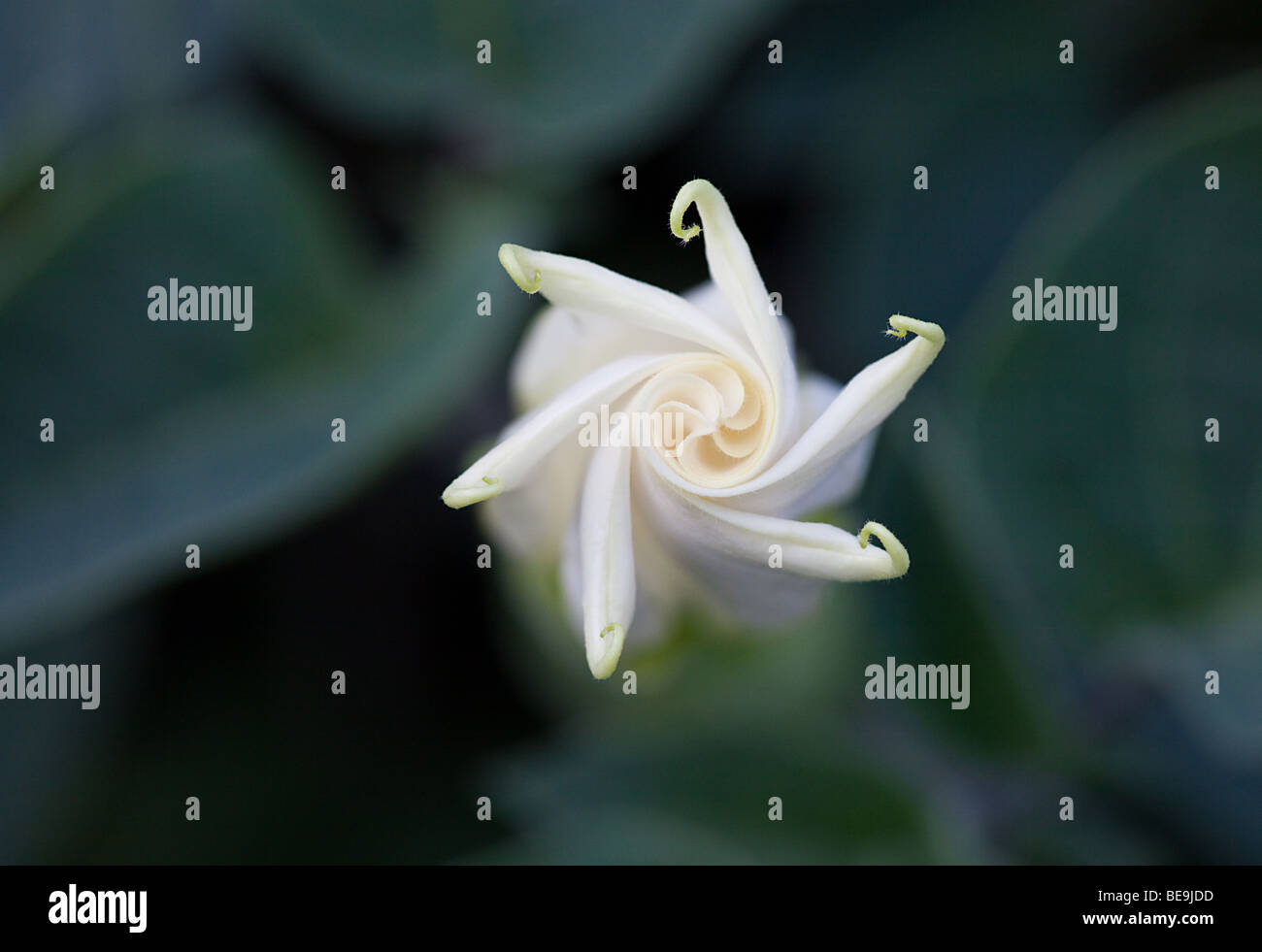 Nahaufnahme einer Evolventen Datura-Blume Stockfoto