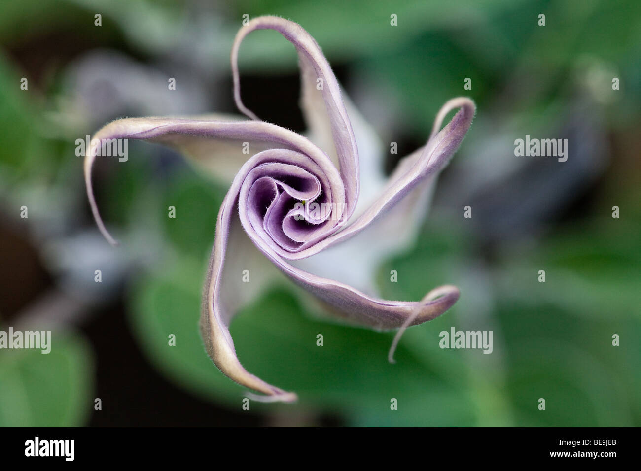 Nahaufnahme einer Evolventen Datura-Blume Stockfoto