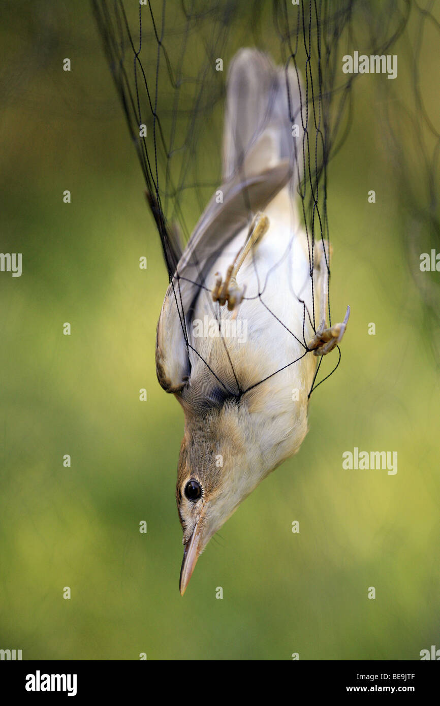 Der Baie de Somme, Baie de Somme (80): Vogel das Klingeln in den Park Marquenterre Stockfoto