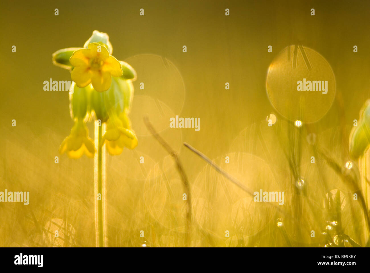 Gulden Sleutelbloem; Schlüsselblume Stockfoto