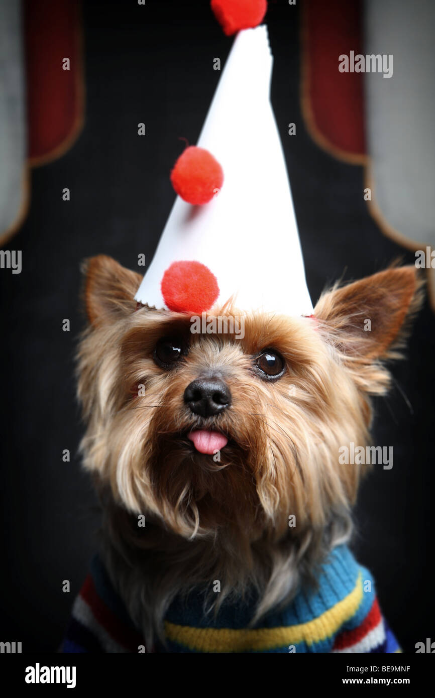 Kleiner Hund im Clown-Outfit. Stockfoto