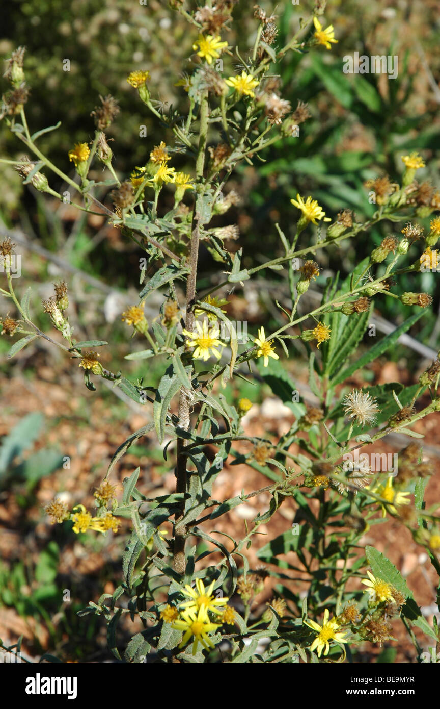 Israel, goldene Queller (Inula Crithmoides) Stockfoto