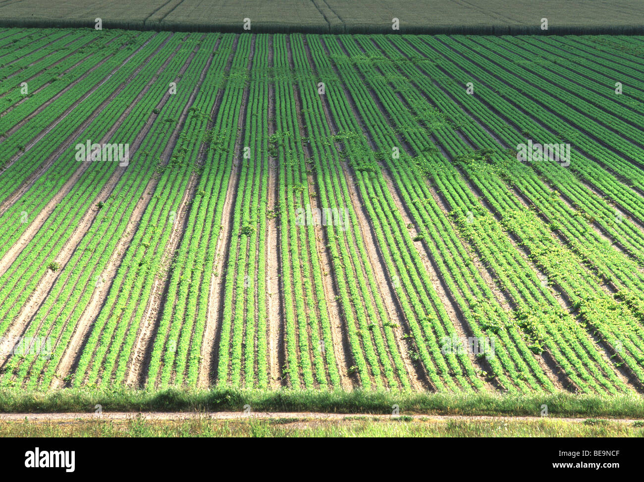 Ernte Feld, Niederlande Stockfoto