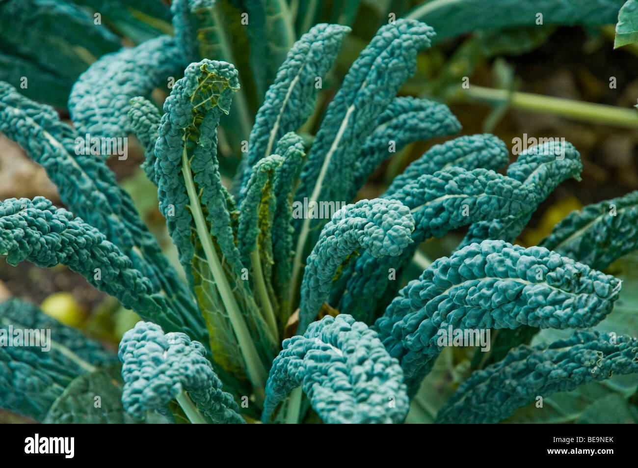 Italienischer Kohl, eine Art von Kohl, im Gemüsegarten, in einem englischen Garten organisch wachsen. Stockfoto