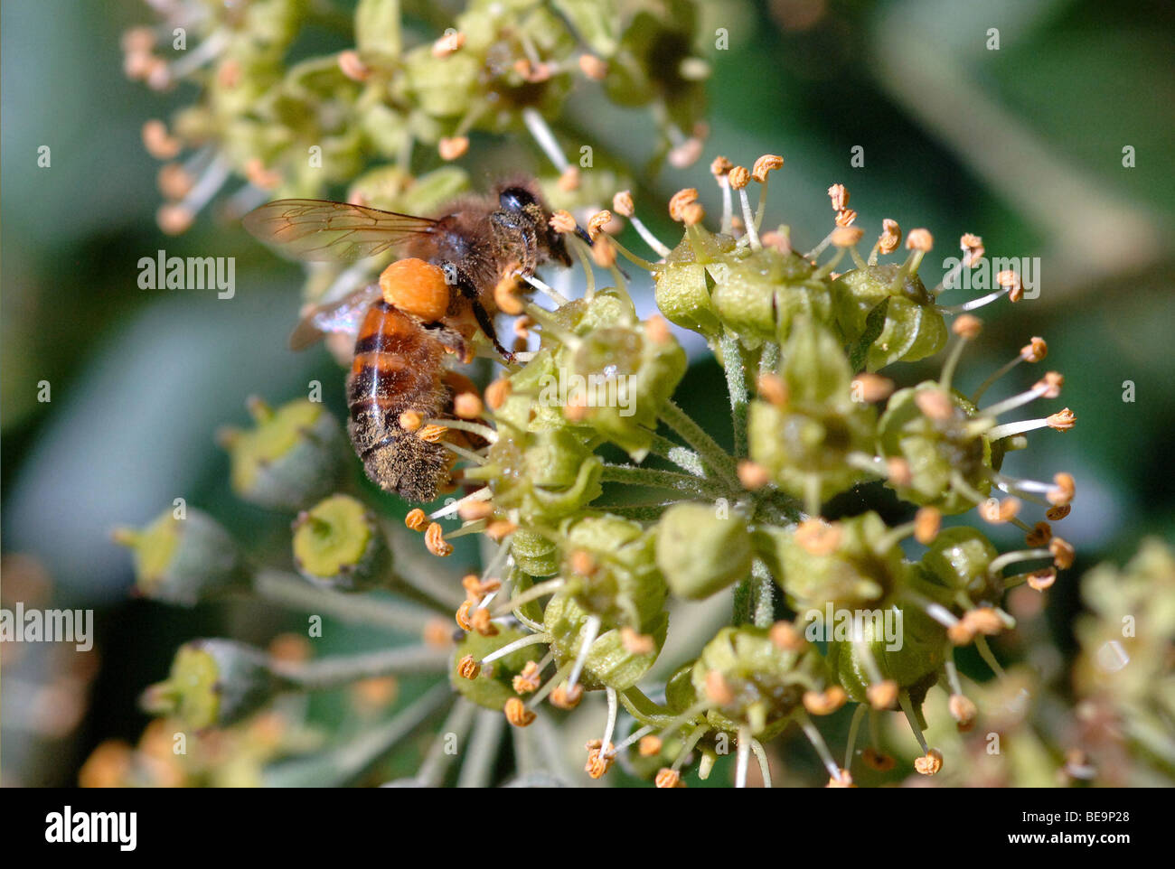 Europäische Honigbiene sammeln Pollen von Ivy Blume Stockfoto