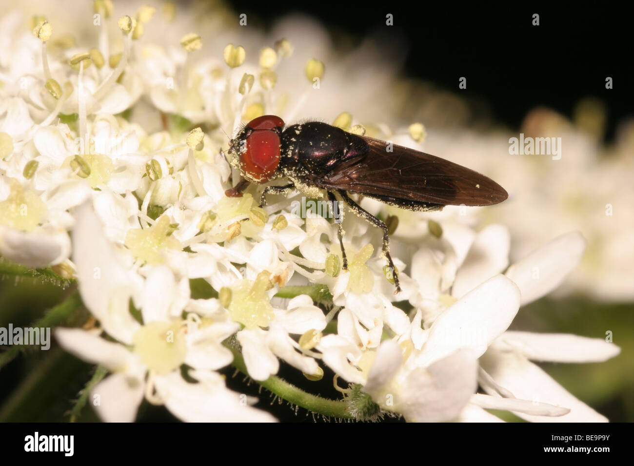 Hoverfly (Chrysogaster Solstitialis: Syrphidae) männlich immer mit Pollen bestäubt, als es bei Bärenklau Flowers, UK feeds. Stockfoto