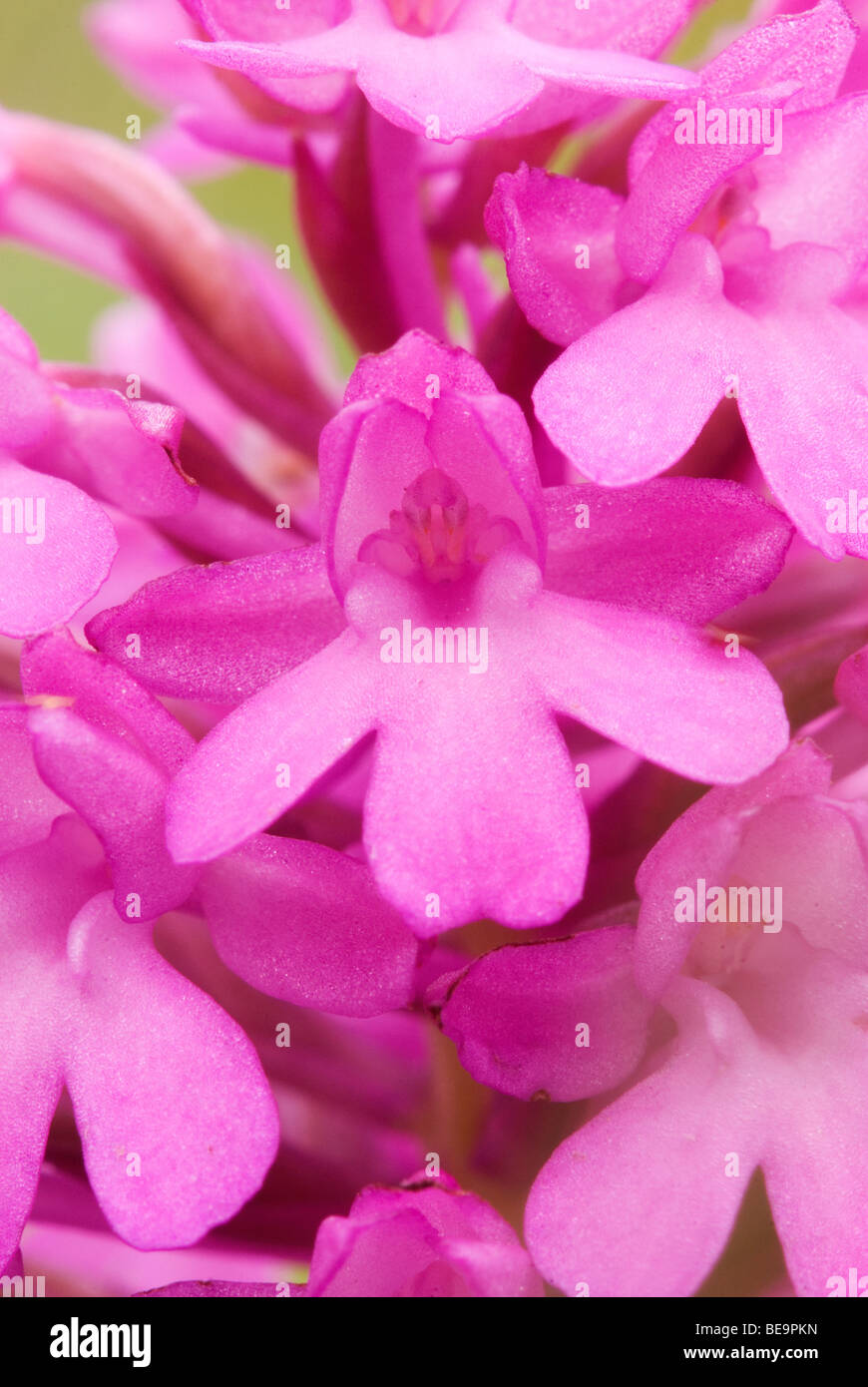 Hondskruid hautnah; Pyramiden-Orchidee hautnah Stockfoto