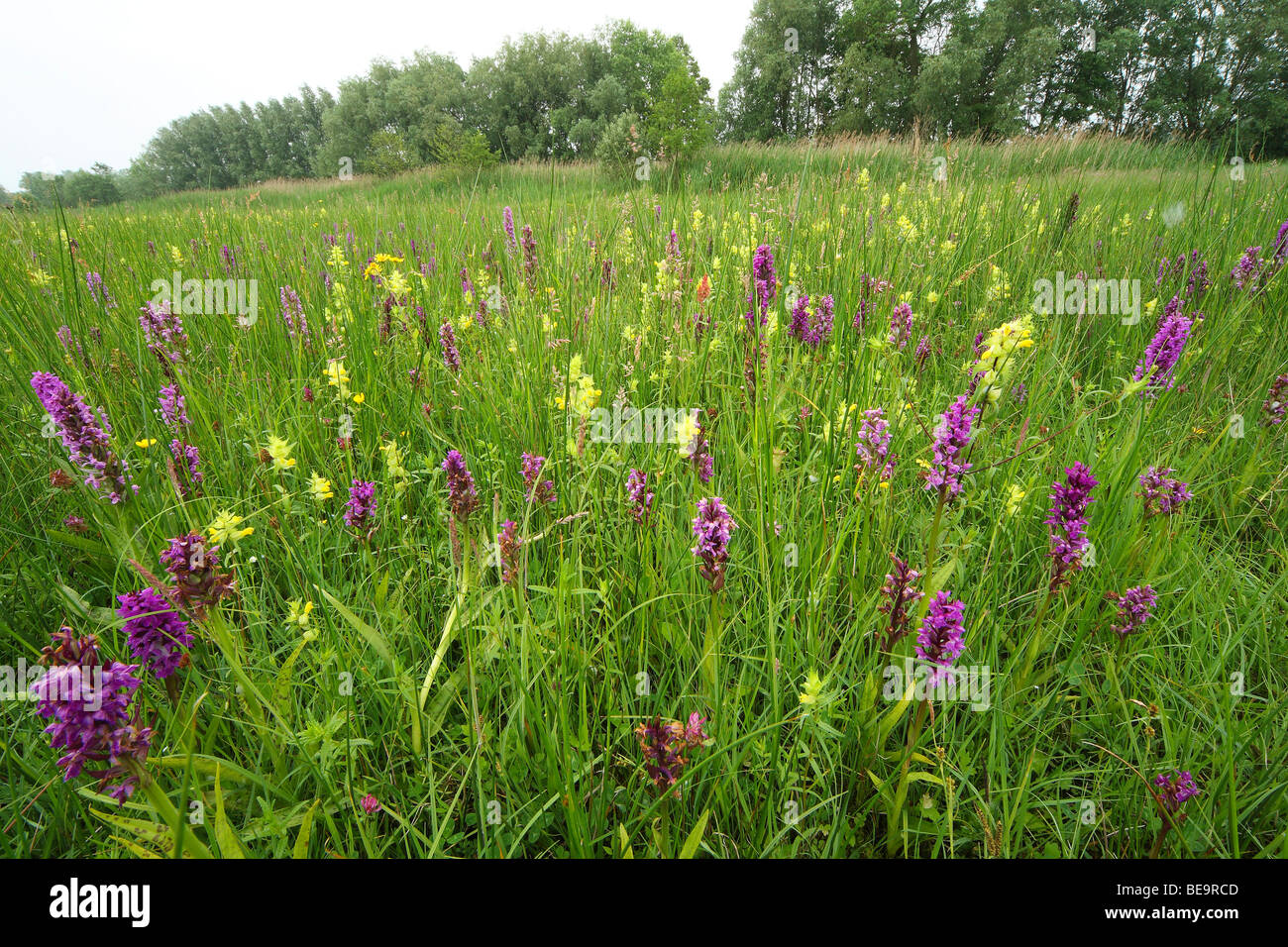 Grünland mit Broad-leaved Knabenkraut und Blüte größere gelb-Rassel Stockfoto