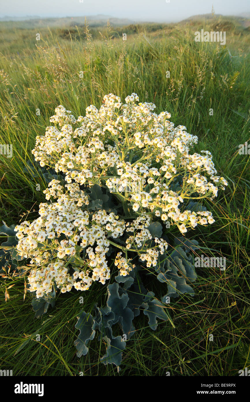 Zeekool (Crambe Maritima) in de Duinen, Frankreich Meerkohl (Crambe Maritima) in den Dünen, Frankreich Stockfoto