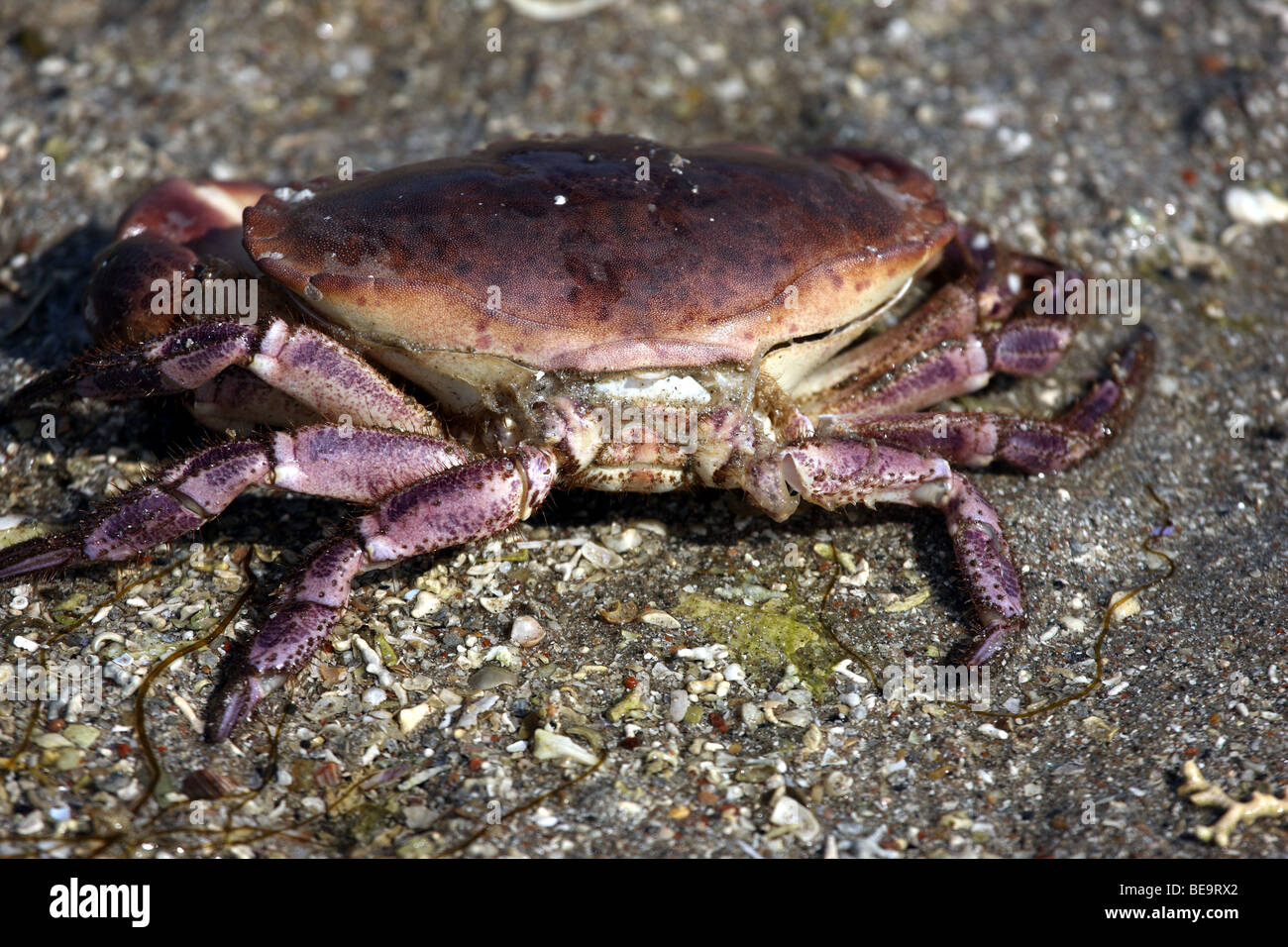 Tote Krabben auf einem Kiesstrand Stockfoto